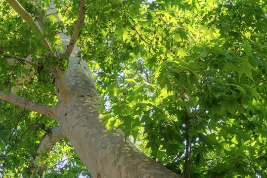 platanos